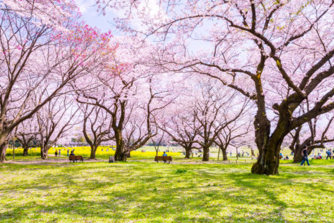 桜は、つぼみから散り終わりまで美しい！